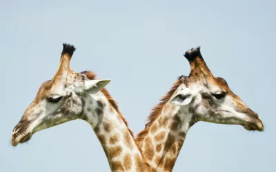 Agence Web Haute-Savoie : informaticien ou communicant pour créer votre site Internet ? Le guide 2026